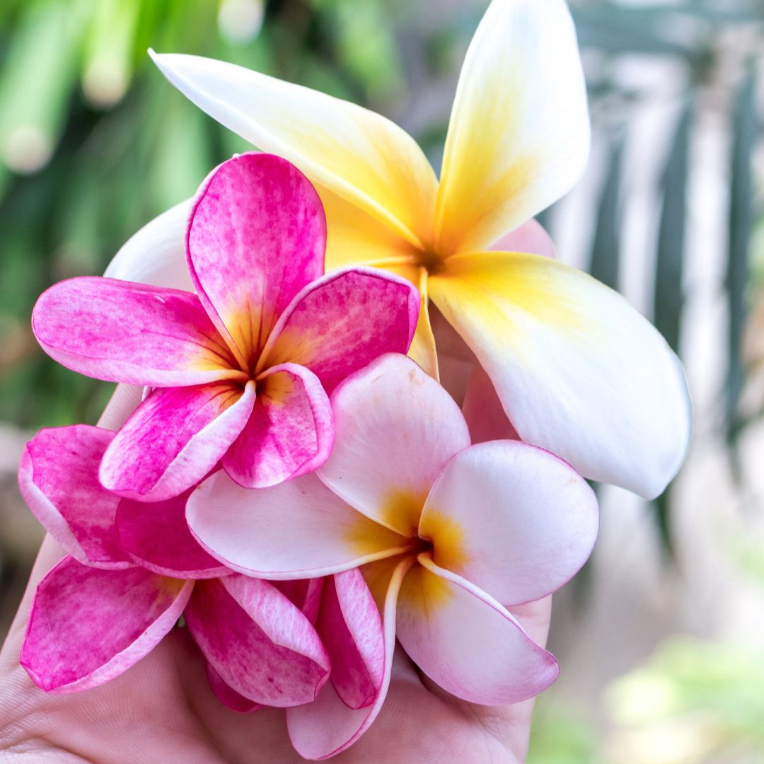 AMBIANCE MAISON "PARADIS DE TAHITI" - Monoî